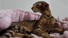 Orientální kočka je krásné, vznešené zvíře.