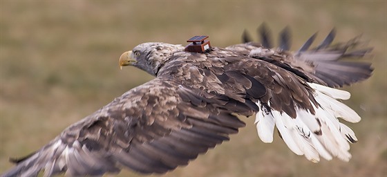 Orel moský zvaný Coural se po rvace s jiným samcem dostal do kukuice, odkud...