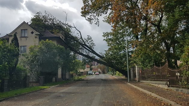 V Karlov ulici ve Varnsdorfu spadl pes ulici asi dvacetimetrov strom.