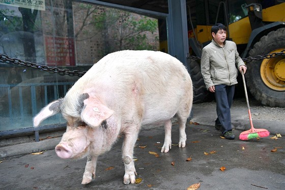 V ín vylechtili prasata, která váí i pes 500 kilogram.