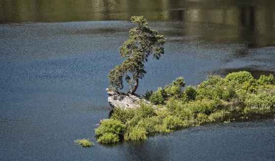 Chudobínská borovice vypínající se na jednom z ostrohů Vírské přehrady se stala Evropským stromem roku. Anketu vyhrála s obrovským náskokem téměř dvaceti tisíc hlasů.
