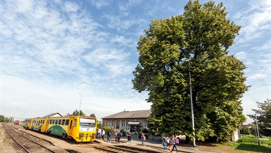 Půldruhého století stará lípa v železniční stanici Bohuňovice na Olomoucku je v...