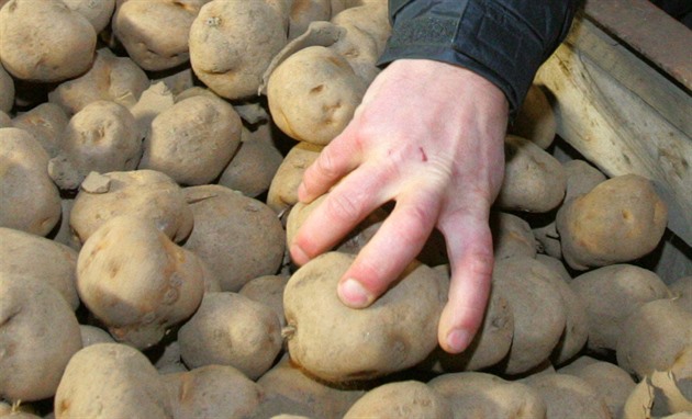 Nakupte brambory a cibuli do zásoby, prudce zdraží, upozorňují zelináři