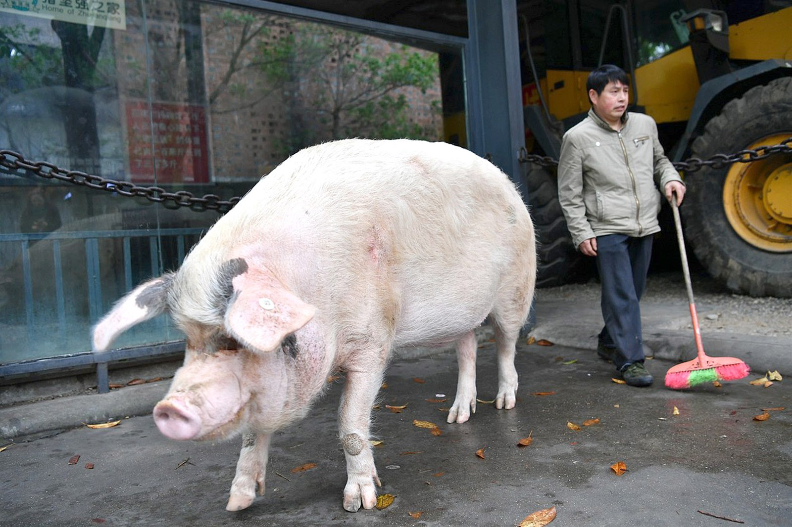 Čínské farmy chovají gigantická prasata, velká jako lední medvěd - iDNES.cz