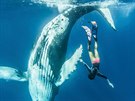 Potápka musela pi podvodním tanci s gigantem prokázat nejen odvahu.