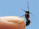 Na mravence se sice můžeme dívat s despektem jako na otravný hmyz, v lecčem...