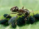 Mravenci napíklad neustále myslí na to, aby mli dost zásob na období, kdy...