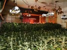V domě na Trutnovsku policisté našli na 1 700 rostlin marihuany (6. 10. 2019).