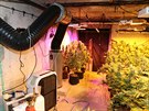 V dom na Trutnovsku policist nali na 1 700 rostlin marihuany (6. 10. 2019).