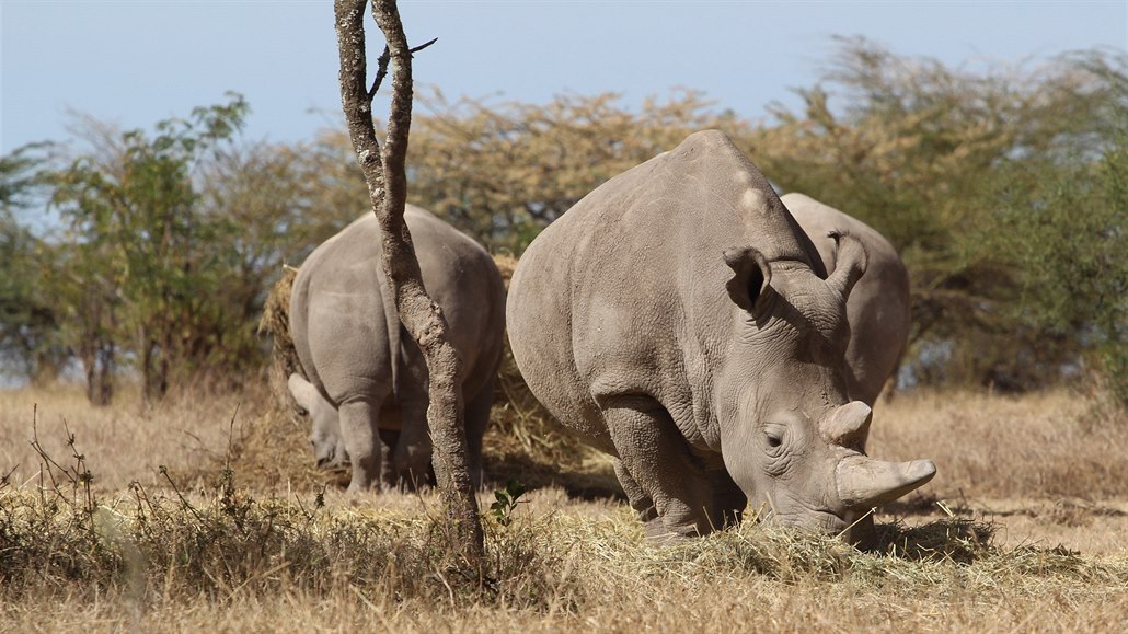 Ob samice ijí ve spolenosti samice nosoroce bílého jiního, která je jim...