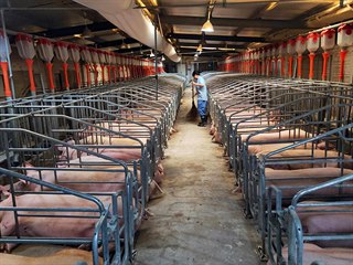 Farma na velká prasata Ťiang-si Čeng-pang v čínském Nan-Čchangu (28. září 2019)