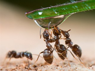 Mravenci jsou týmoví hráči. Dobře vědí, že se potřebují navzájem. A že...