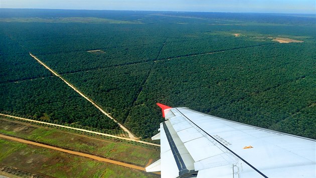 Pohled na Borneo zletadla nen radostn. Tropick stromy byly na obrovskch plochch vykceny, dungle ustoupila nekonenm palmovm plantm.