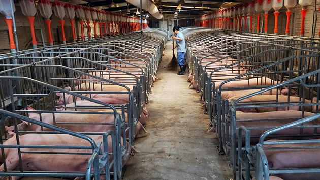 Farma na velká prasata Ťiang-si Čeng-pang v čínském Nan-Čchangu (28. září 2019)