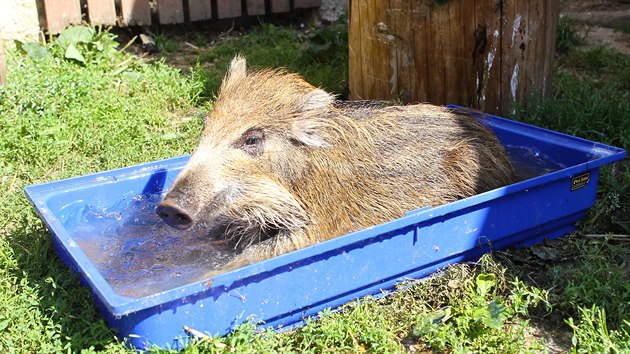 Ve zvec zchrann a zchytn stanici v Paten na Olomoucku se dostalo pomoci mimo jin teba i osielmu divokmu praseti.