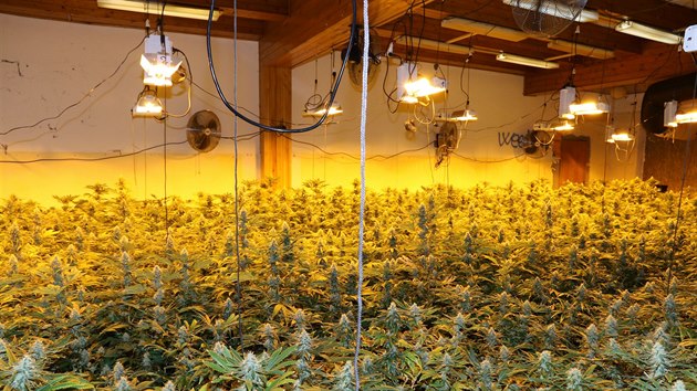 V dom na Trutnovsku policist nali na 1 700 rostlin marihuany (6. 10. 2019).