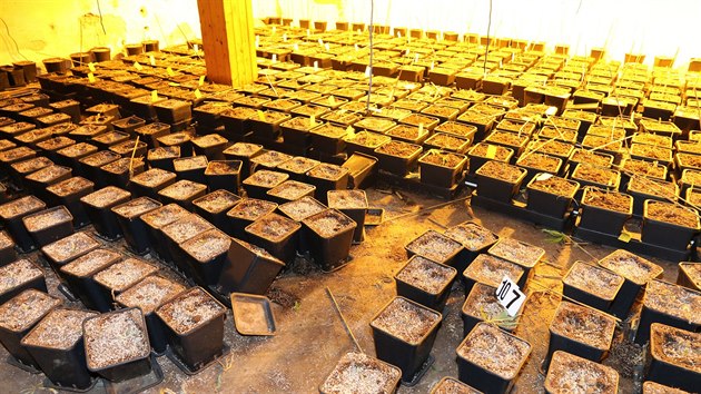 V domě na Trutnovsku policisté našli na 1700 rostlin marihuany (6. 10. 2019).