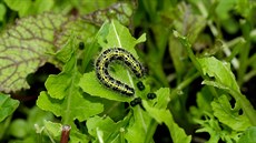 Housenky bláska zelného zahubíte výluhem z rajatové nat.