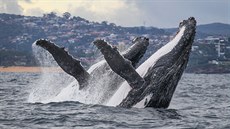 Plejtváí duo u Sydney. Tamní keporkakové mají jiný písový repertoár ne jiné...