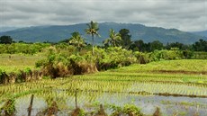 Pvodní malebná krajina Sabahu tvoená horami a tropickou vegetací. V popedí...