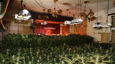V domě na Trutnovsku policisté našli na 1 700 rostlin marihuany (6. 10. 2019).