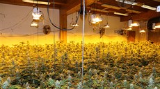 V dom na Trutnovsku policisté nali na 1 700 rostlin marihuany (6. 10. 2019).