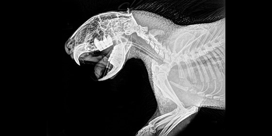 Poznáte, jaké zvíře je zachyceno na rentgenovém snímku? Otestujte se. 