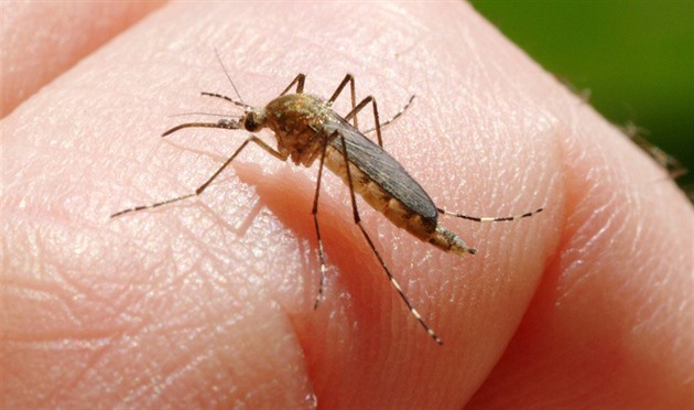 Lidi v Poodří sužuje komáří kalamita, ven je skoro lepší nevycházet