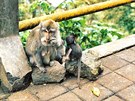 V Monkey Forest jsou opice doslova vude. Pozor, a si njakou neodvezete...