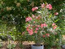 Oleandr obecný (Nerium oleander) 