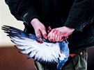 LOVK A IVOTNÍ PROSTEDÍ: Dan Materna, Mafra a.s. / Kontroverzní lov holub v...