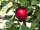 Nová americká odrda jablek Cosmic Crisp. Krom chuových vlastností slibuje...