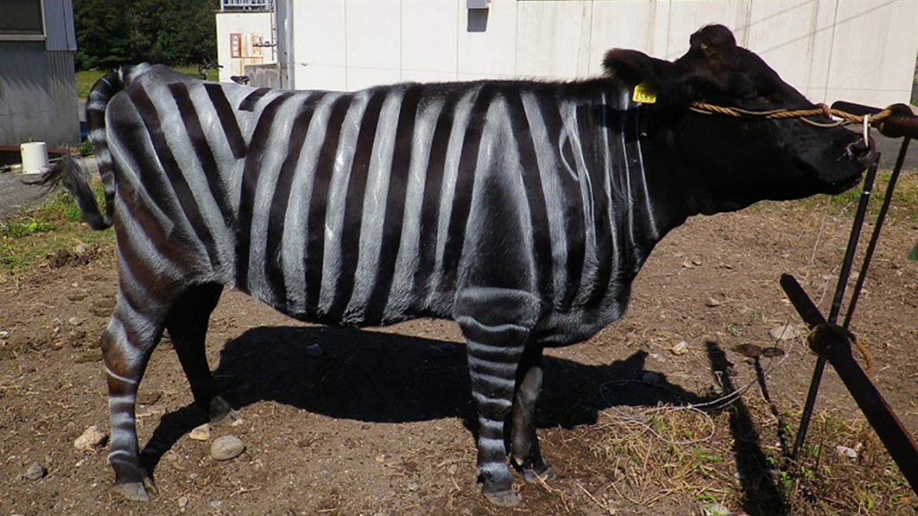 Japonští vědci zkusili nabarvit krávu jako zebru. Zjistili, že daleko méně...
