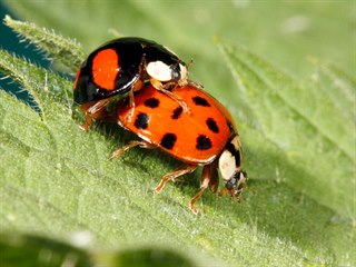 Slunéčko východní (Harmonia axyridis) pochází původně z východní Asie.