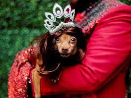 MISS UNIVERSE. Na Filipínách bhem psí módní show dostal jezevík korunu Miss...