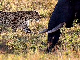 ZVÍECÍ ÍE. Leopard prochází kolem slona v keské národní rezervaci Maasai...