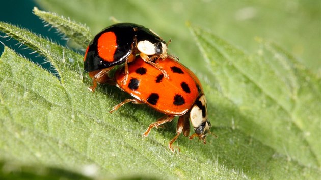 Slunko vchodn (Harmonia axyridis) pochz pvodn z vchodn Asie.