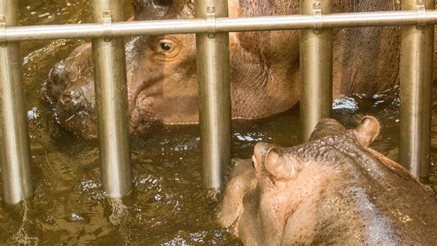 Do ostravské zoo picestoval nový samec hrocha ped nedávnem. S tamní samicí se...