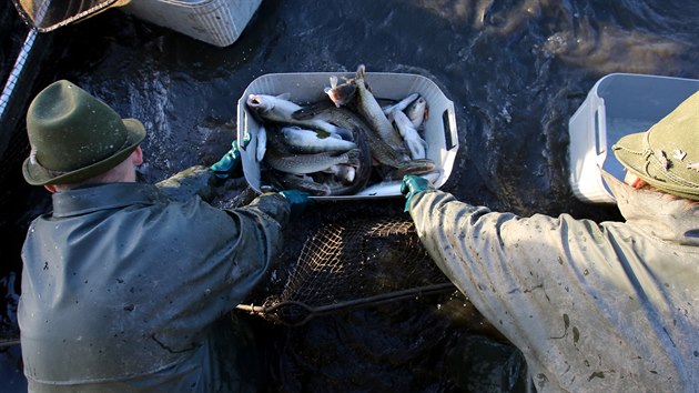 Rybáři vyloví z Rožmberka hlavně kapry, těch bude asi 120 tun, v sítích končí i štiky a další druhy.