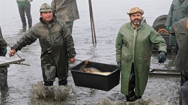 Výlov Veselského rybníka v Novém Veselí na Žďársku. Pro rybáře je to srdeční záležitost. Z vody vytáhli 550 metráků ryb. Polovina z nich je určena na vánoční trh.