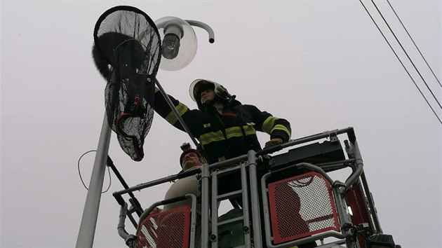 Neobvykl vjezd v Bl nad Radbuzou. Hasii tam zachraovali mvala, kter vylezl na lampu a neuml slzt dol.