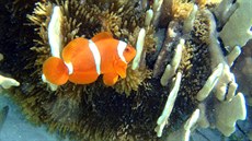 Rybka klaun se stala hrdinou animovaného filmu Hledá se Nemo.