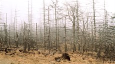Zniené lesy v Kruných horách nad mstem Most. (1990)