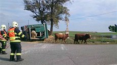 V pevráceném kamionu na Znojemsku zemelo nkolik býk, dalí z nj unikli a...