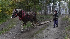 Dobrovolníci pi akci Den za obnovu lesa vysazují v okolí pevnosti Fort Radíkov...