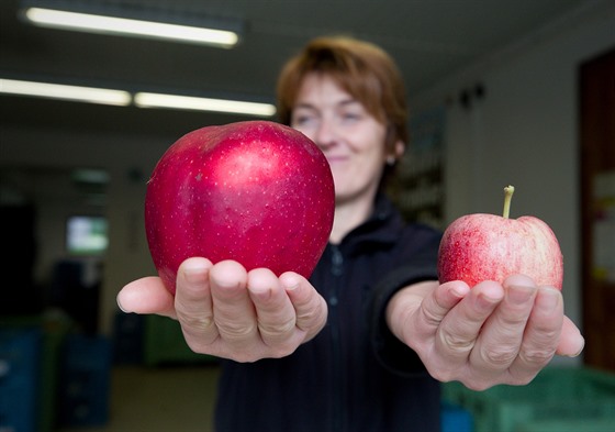 Lada Thořová ukazuje, že některá jablka odrůdy Jonagold jsou podstatně větší...