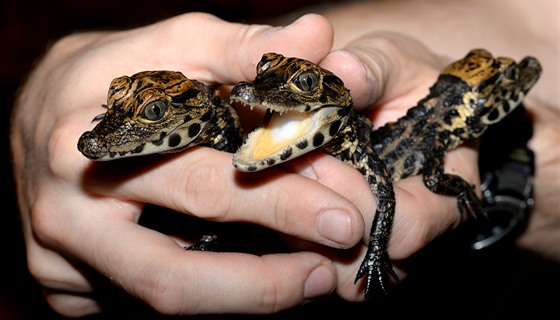 Trojice malých krokodýl elnatých, kteí se v olomoucké zoologické zahrad na...