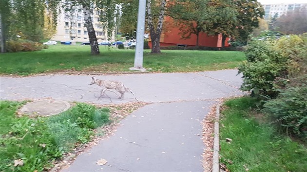 Zvíe trpící zejm praivinou nkteí díve povaovali za akala nebo malého...