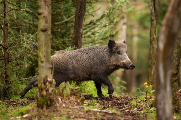erná zv, tedy divoká prasata neboli divoáci, zpsobuje v lese obrovské...