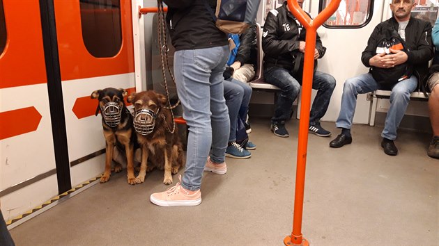 Vzorný píklad pepravy ps v metru podle pedpis